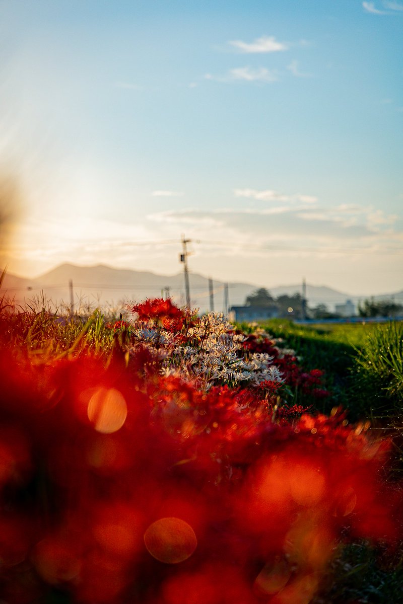 Kenz_119's tweet photo. 台風で倒れたの���あるけど、まだまだイケる🤣

EOS R6
RF24-105 F4 L IS USM

#一眼レフのある生活
#ファインダー越しの私の世界
#カメラ好きな人と繋がりたい
#写真好きな人と繋がりたい
#ファインダーは私のキャンパス
#Canon
#fukuoka_camera
#my_eos_photo
#彼岸花
#tokyocameraclub
#曼珠沙華 https://t.co/ohkRMNdjfR