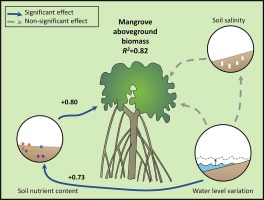 Wave action? Soil nutrients? Which factors are driving mangrove functioning? Find out in a new paper by Annabelle Constance and co-authors doi.org/10.1016/j.ecol… #mangroves #biodiversity #ecosystemfunction