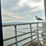飛鳥のツイート画像
