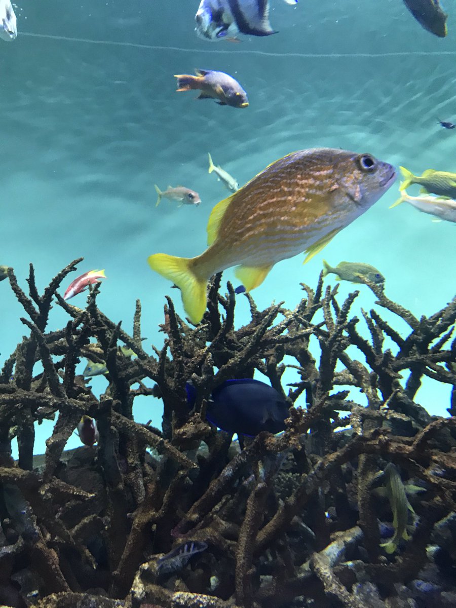 kureshime's tweet photo. 全部おいしそう🙂♡

#水族館 https://t.co/VporZLjWLm