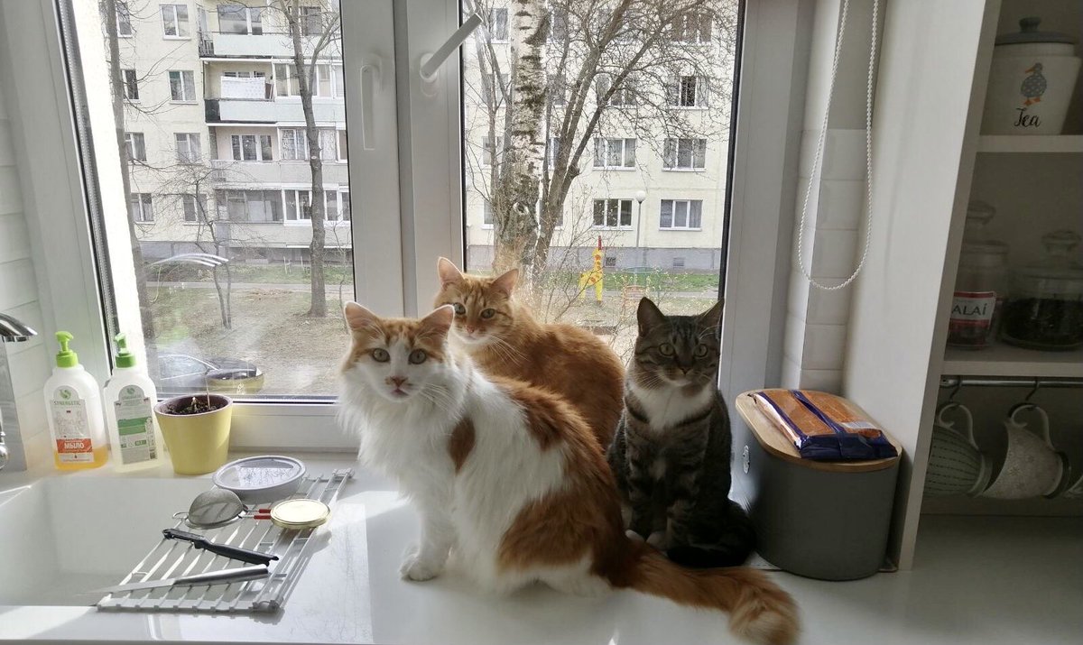 nadvorie's tweet photo. Чем, спрашивают, кормлю этих осьминогов.
Хороший состав у NUEVO, BERKLEY и CHICOPEE.
Если давать 50 гр на питонца два раза в сутки, получаются вполне толстенькие котики. https://t.co/vDXpdcVSoC