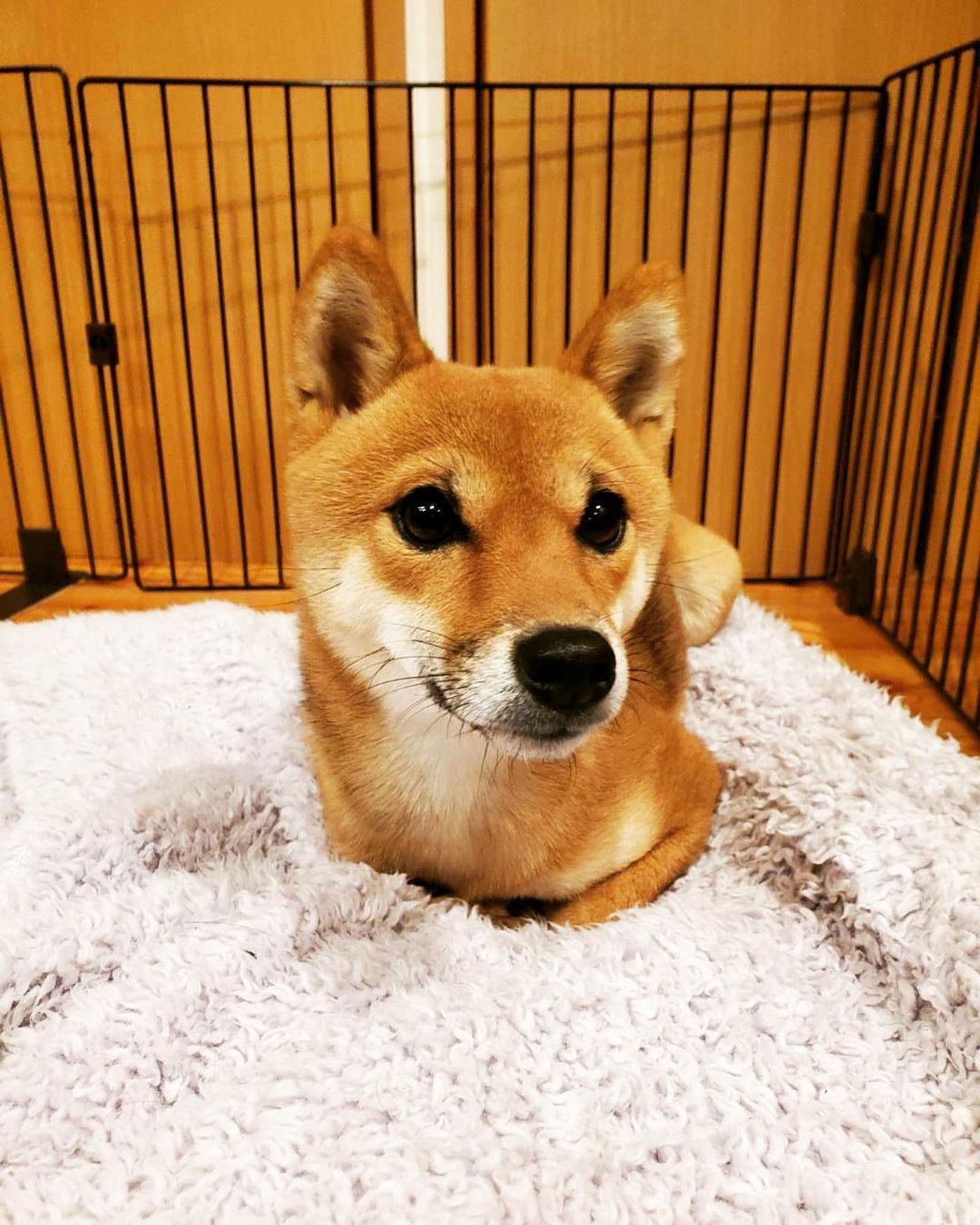 なすび Kadokawa編集 Nasubi Naara Twitter