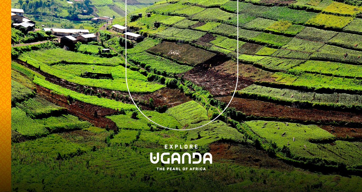 Explore Uganda-Africa tweet media