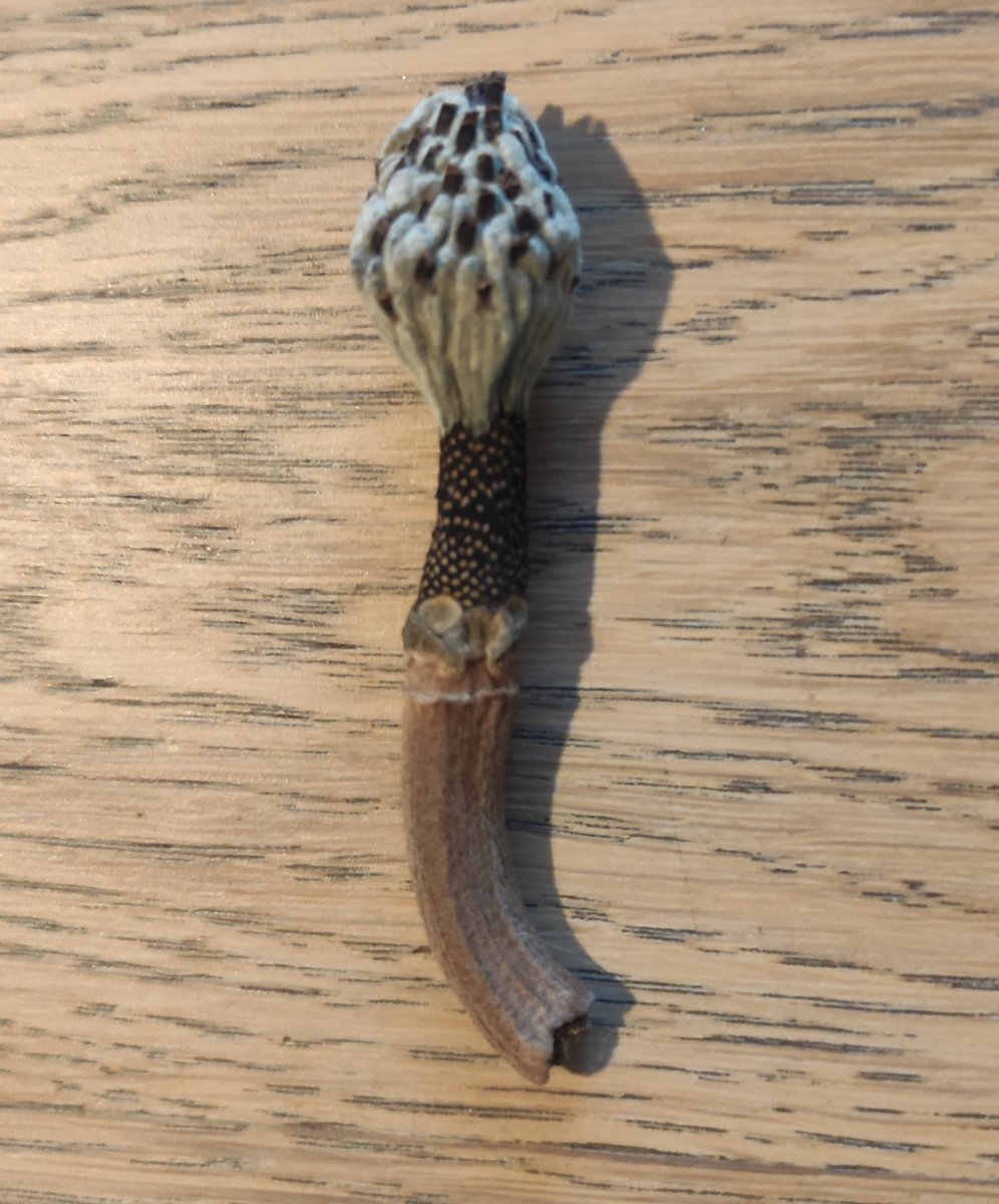 Avez-vous une idée de ce qu'est cette chose ? Trouvée en randonnée dans le Cantal près du Puy Marie (environ 7cm). Mon avis : baguette magique pour écureuil. @INSB_CNRS <a href="/DrNozman/">Dr Nozman</a> <a href="/OFBiodiversite/">Office français de la biodiversité</a> <a href="/Sciencecomptoir/">Valentine (SdC)</a>