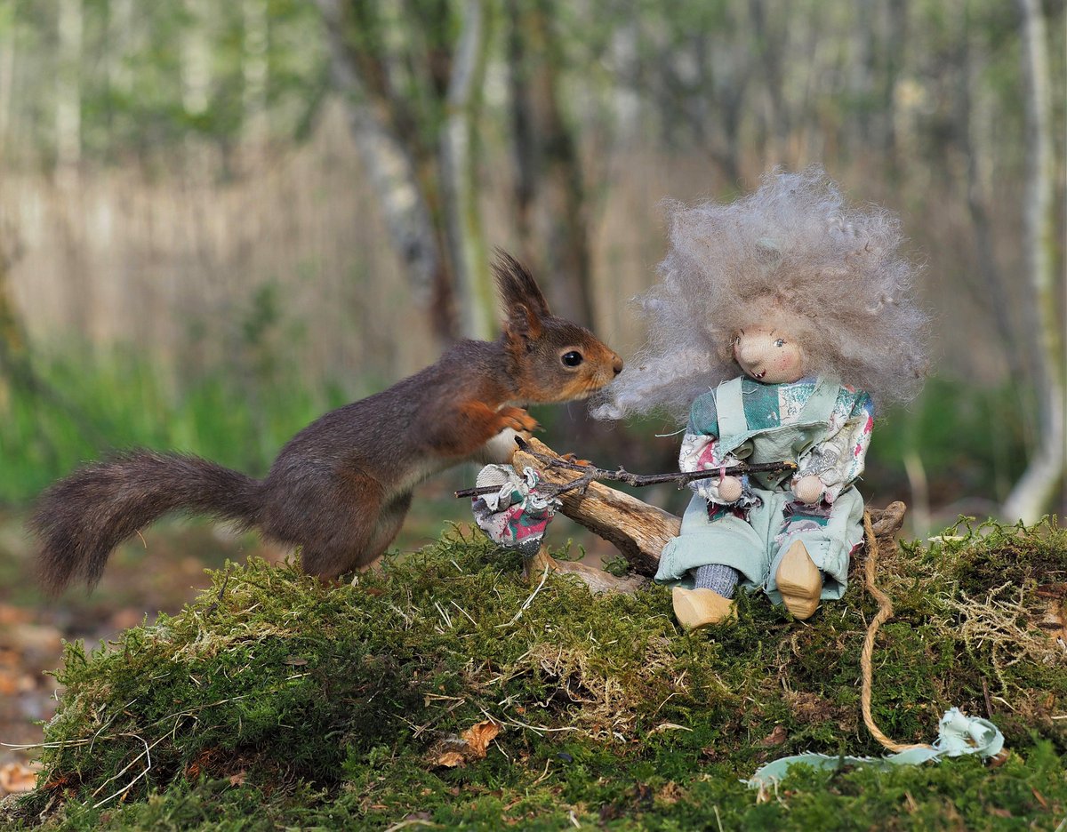 AndreassenLena's tweet photo. The forest's own Lucky troll Lurifaks meets the troll girl Lykke for the first time 😍
Jæren Norway 2022
@ThePhotoHour
#squirrel
#SOFD
#squirrelscrolling https://t.co/dYiJ9unrec
