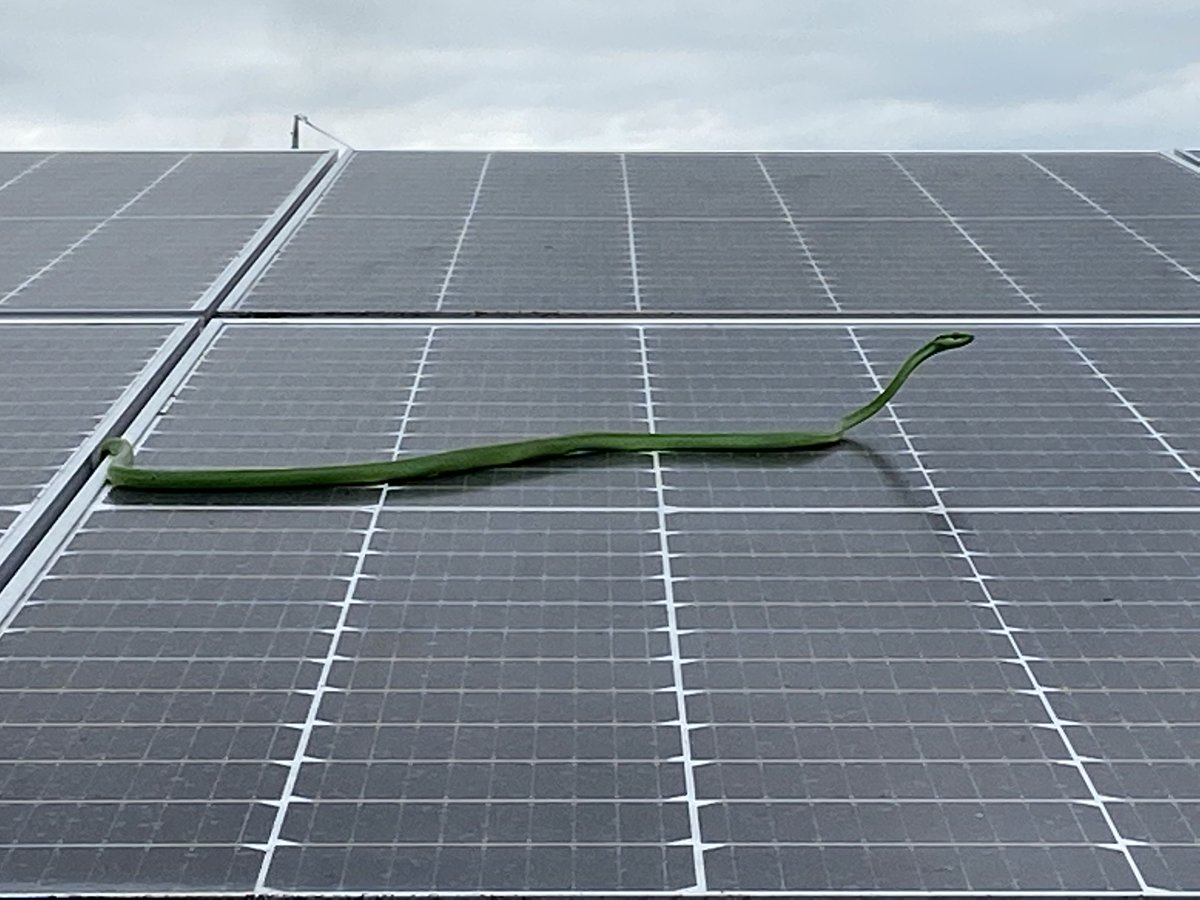 UNEFotovoltaica's tweet photo. 👉Ya queda menos para el #ForoSolar2022:
📆Los protagonistas del sector de la #EnergíaSolar nos acompañarán los días 5⃣ y 6⃣ de octubre
📷Entregaremos los premios #PHOTOvoltaica 2020
🚀Conoceremos a la #StartupSolar 2022
👉¡Inscríbete!
https://t.co/syugch35bS https://t.co/kKg2m5muru