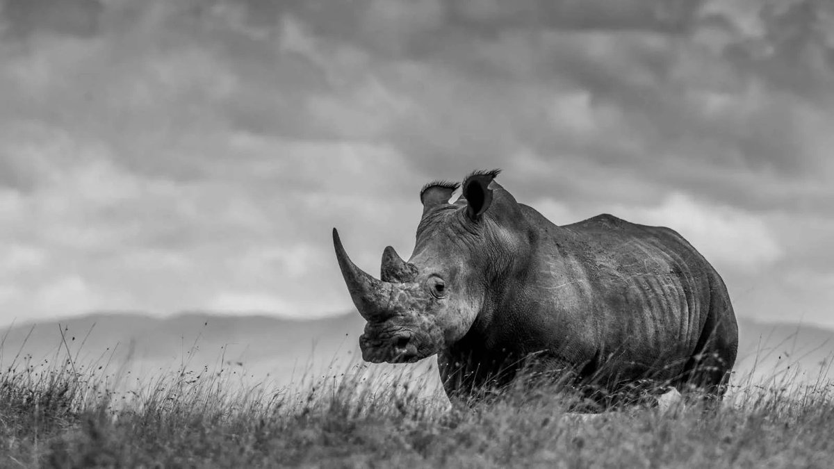 Throughout her long reign, Queen Elizabeth II shared her passion for wildlife with the world and passed this on to many within her family. Today we pay our respects to Her Majesty and send our condolences to the Royal Family. 

📸James Lewin