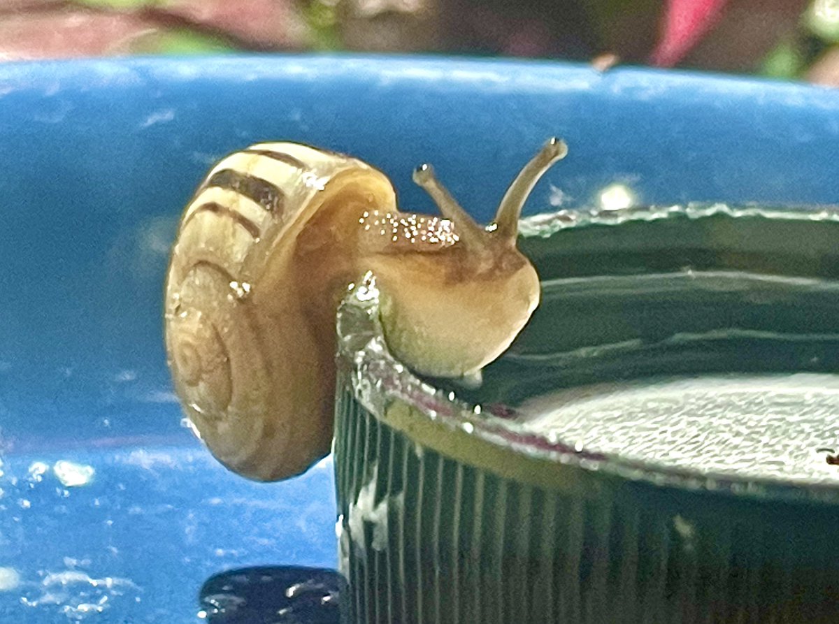 snailographer's tweet photo. I love watching them find new ways to use their bath #snailtember https://t.co/BPQJUOJTmi