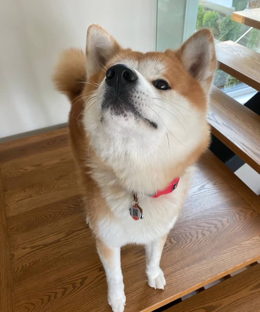 feelaboomba's tweet photo. この表情に似ていないか🫤
#秋田#秋田犬#日本秋田犬#犬#犬#犬#犬の日常#犬を飼う#犬子#犬の日記#うちの犬子 https://t.co/pRs58alkcS