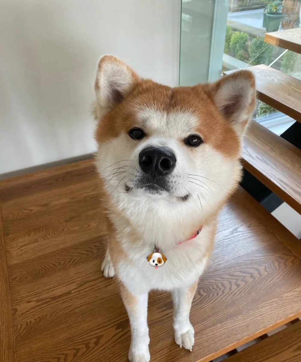 feelaboomba's tweet photo. この表情に似ていないか🫤
#秋田#秋田犬#日本秋田犬#犬#犬#犬#犬の日常#犬を飼う#犬子#犬の日記#うちの犬子 https://t.co/pRs58alkcS