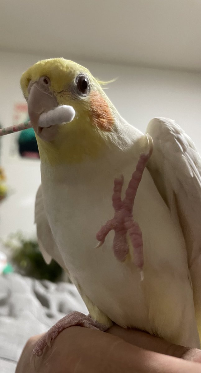 Tthebirb's tweet photo. https://t.co/8DTHJvyfWu