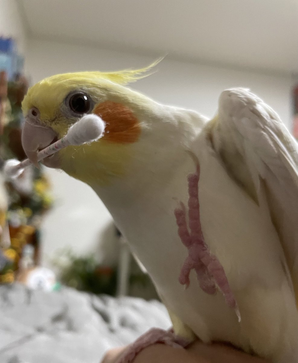 T (@tthebirb) on Twitter photo 