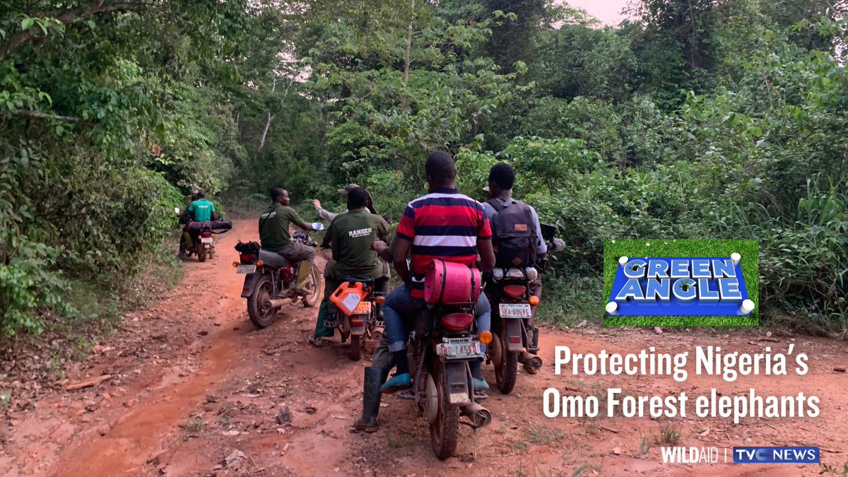 WildAidAfrica's tweet photo. This episode of #GreenAngle looks at how Nigeria’s Omo Forest elephants face continuous threats from poachers, illegal loggers, hunters and farmers from the host community in Omo Forest. @tvcnewsng https://t.co/IRkcRs4hh0 https://t.co/Dyh5lsVzn1