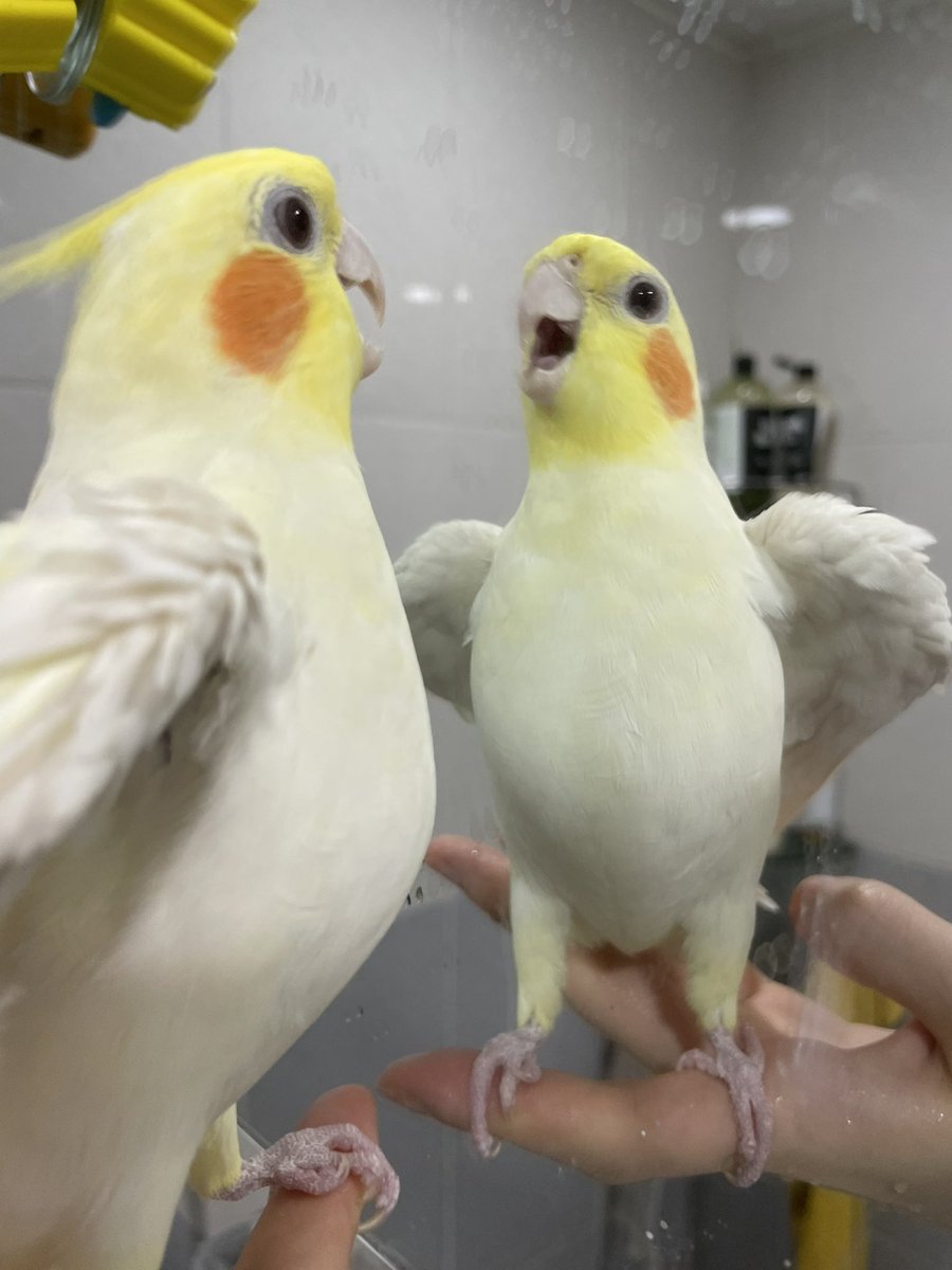 Tthebirb's tweet photo. https://t.co/1Xq715owuD