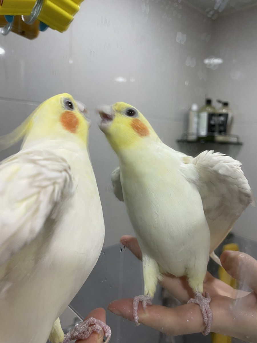 T (@tthebirb) on Twitter photo 