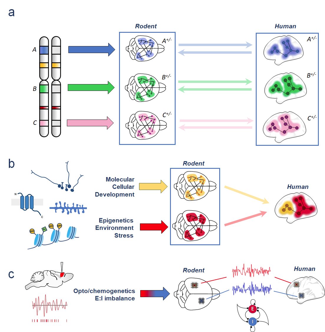 Alessandro Gozzi (@gozziale.bsky.social) (@gozzi_ale) on Twitter photo Online today <a href="/BiologicalPsyc1/">Biological Psychiatry</a> a perspective I co-authored with <a href="/Valerio_Zerbi/">Valerio Zerbi</a> 👏on the use of rodents to model & study brain dysconnectivity
➡️tinyurl.com/2dyvbhyn
This is part of upcoming special issue on biological mechanisms of human brain dysconnectivity (more soon!) Online today <a href="/BiologicalPsyc1/">Biological Psychiatry</a> a perspective I co-authored with <a href="/Valerio_Zerbi/">Valerio Zerbi</a> 👏on the use of rodents to model & study brain dysconnectivity
➡️tinyurl.com/2dyvbhyn
This is part of upcoming special issue on biological mechanisms of human brain dysconnectivity (more soon!)