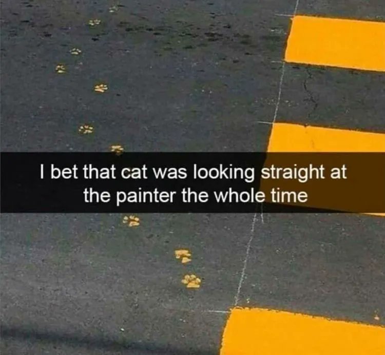 Meowed tweet picture