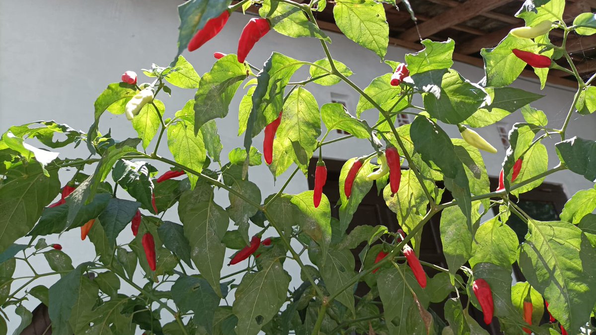 femaus69's tweet photo. Cabe merah kecil.. tumbuh subur https://t.co/hWgOAHlbdr