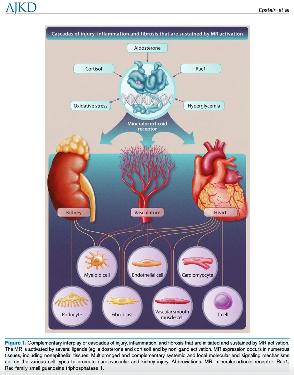 AJKD (@ajkdonline) on Twitter photo Aldosterone, Mineralocorticoid Receptor Activation, and CKD: A Review of Evolving Treatment Paradigms
buff.ly/3dpG899 (FREE)
<a href="/CMClase/">Catherine Clase</a> <a href="/Msood99M/">Manish M Sood MD</a> <a href="/pecoitsfilho/">Roberto Pecoits-Filho</a> #CKD Aldosterone, Mineralocorticoid Receptor Activation, and CKD: A Review of Evolving Treatment Paradigms
buff.ly/3dpG899 (FREE)
<a href="/CMClase/">Catherine Clase</a> <a href="/Msood99M/">Manish M Sood MD</a> <a href="/pecoitsfilho/">Roberto Pecoits-Filho</a> #CKD