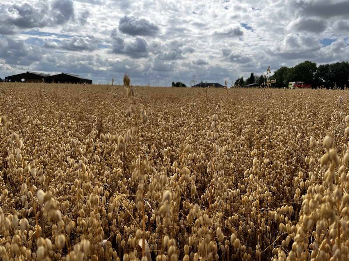 Mycotox-I tweet media