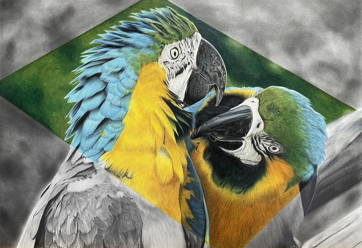 コンゴウインコ のイラスト マンガ コスプレ モデル作品 132 件 Twoucan