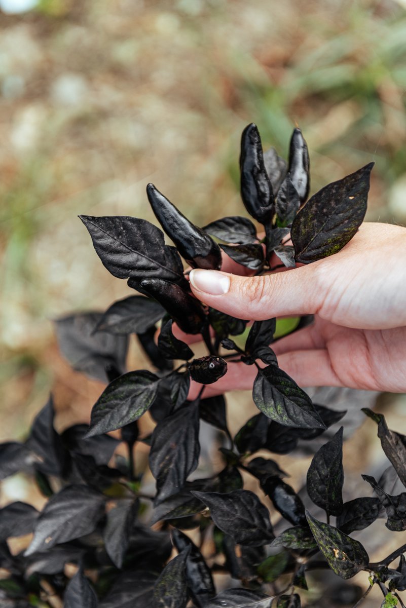 Pimiento picante Conde Drácula. Estos pimientos cambian del negro al rojo cuando maduran y de ahí su nombre. El pimiento Conde Drácula se suele usar en sofritos para darle un puntito picante. 
Fotografiado en la finca de Mariló Sánchez, Campanillas #chilepeppers <a href="/fjgarcia26/">Paco Garcia</a>