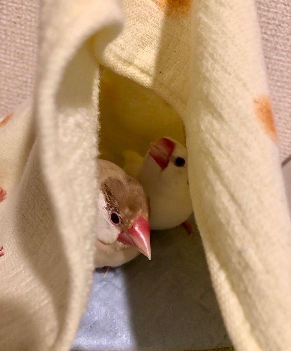 amane398123's tweet photo. まったりお昼寝するのに最高ね。

#即席ティピーテント
#文鳥用テント
#お昼寝にぴったり https://t.co/a94yb7DuZW