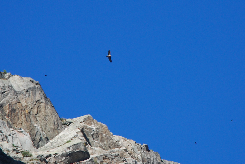 MartinVetterli's tweet photo. an eagle makes my day #ValFerret @Presence_Suisse @HofSwitzerland https://t.co/4dYMmC9Kwu