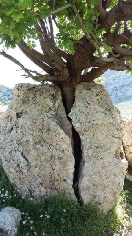 gerceklerfark's tweet photo. Doğa her zaman bir yolunu bulur!🌳📸 https://t.co/qLeQ0PzHNb