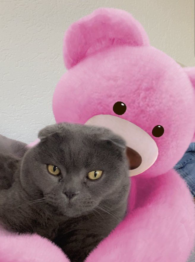 Mum saying she wants to make a picture for here Snapchat. I love my mummy 😘 #CatsOfTwitter #CatsOnTwitter #catlovers #scottishfold #cats