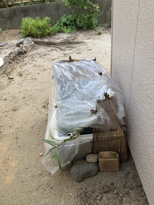 屋外メダカ水槽の台風対策。…大丈夫かなぁ 