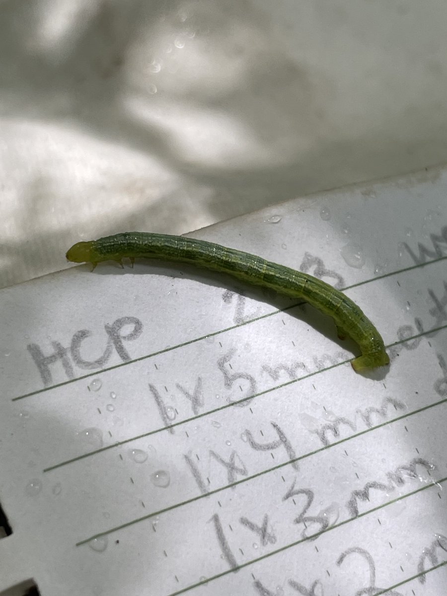 Check out the latest Caterpillars Count! newsletter where @lewbells23 explains what it's like to monitor #bugs at three 
 @InstBirdPop MAPS banding stations!

mailchi.mp/6ff9da7ff74e/c…

#citizenscience #birdfood #phenology