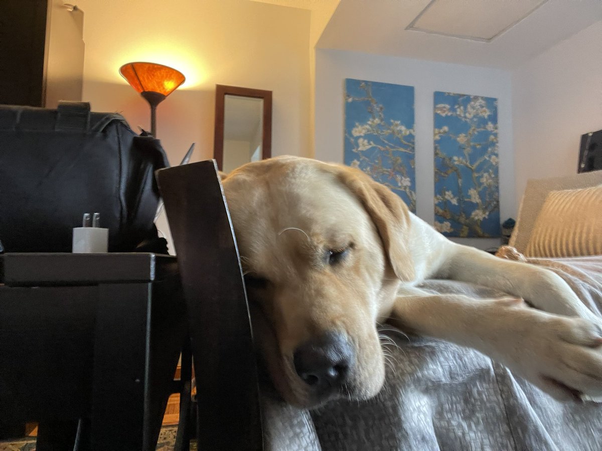 MegoWee's tweet photo. Picked up Emmett from his doggie hotel this morning. He made a new girlfriend while we were away. He came home, ran around for maybe 5 minutes, jumped in bed and promptly went to sleep! Look like he had a great vacation at @commondog ##DogsofTwittter #commondog https://t.co/zXZDpX7Tru