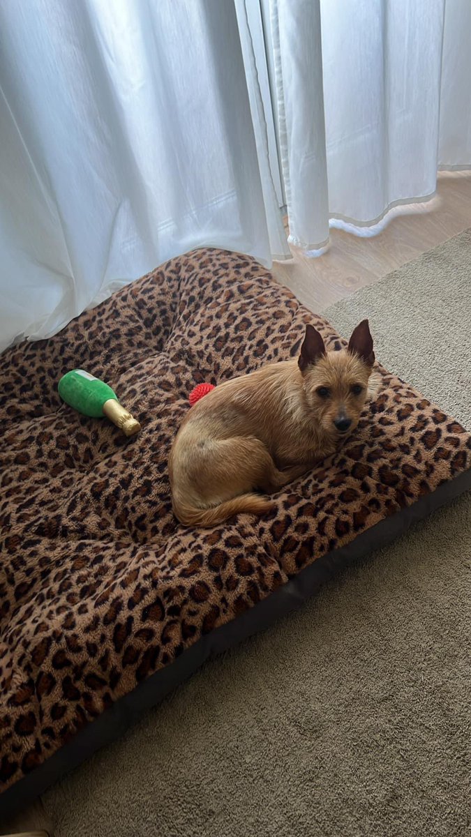 A Nala desapareceu, ontem à noite, junto às piscinas de Alhandra. É raça Podengo Português e tem microchip. Se estiverem na zona e puderem ajudá-la a voltar a casa, os donos agradecem. Se puderem partilhar, também. Qualquer informação podem enviar-me DM. Obrigada. 🤍
