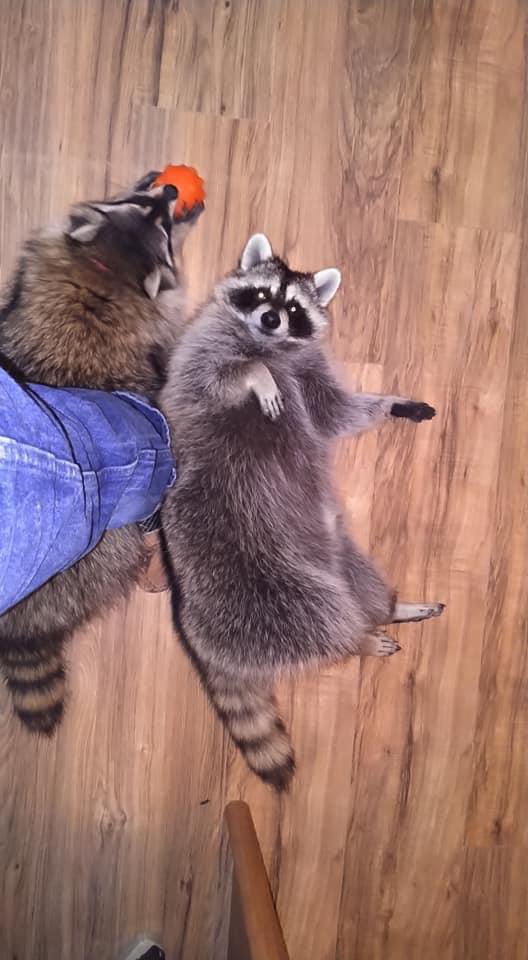 raccoonhourly's tweet photo. https://t.co/kawrCqoVgq
