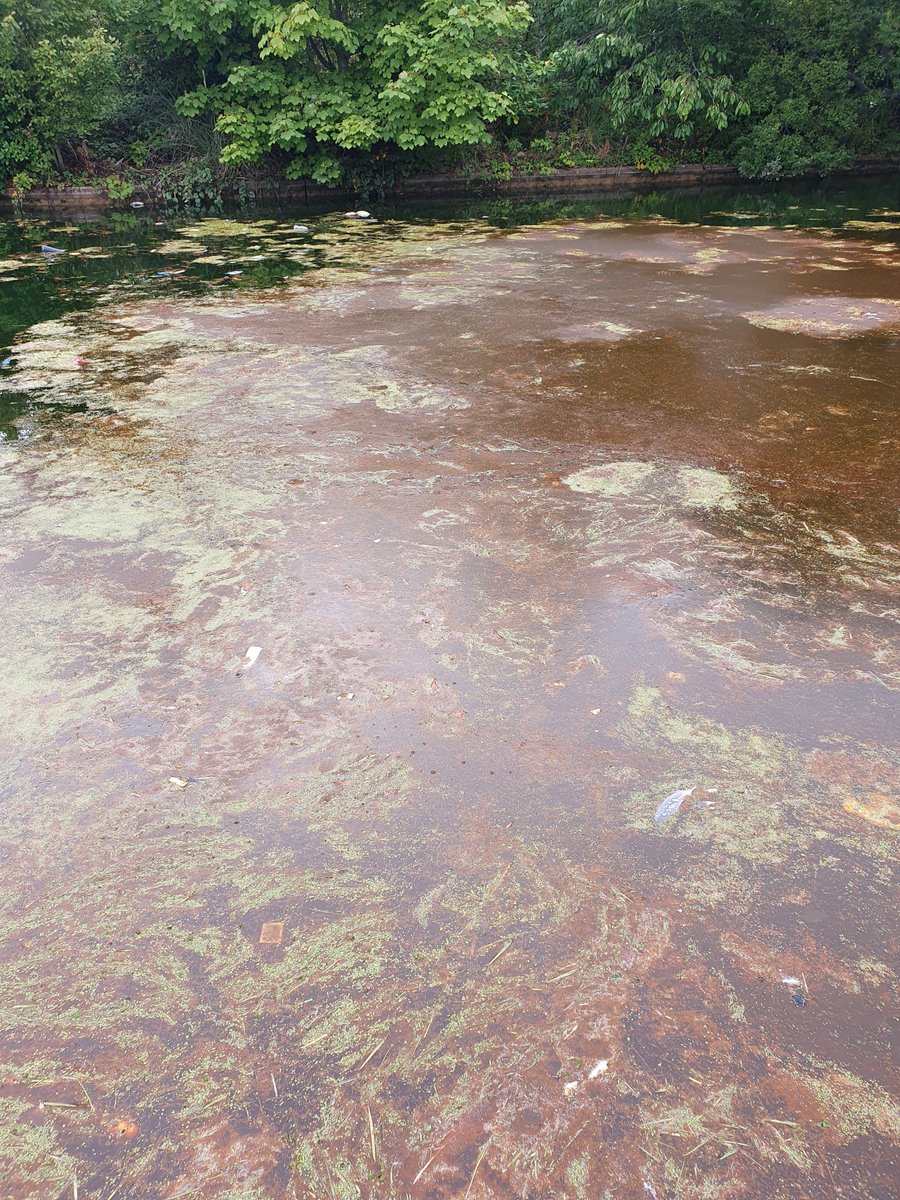 mabails's tweet photo. @MorayCouncil Cooper park pond is looking awful. There's a film of muck covering a lot of it. Any plans for a clean up? https://t.co/3pXUCYcCDZ