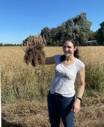 SLT_Divulgacion's tweet photo. ☘UN PASTO FORRAJERO PODRÍA DESPLAZAR A LAS #LEGUMINOSAS DE LAS #PASTURAS
El efecto sería a través de las #raíces muertas
🔍https://t.co/i9SvnsJQS1 

#UBA #FAUBA #SLT #conicet #ifeva #ciencia #endófitos #broza #ganadería #raigrás #trébolblanco @RioNegroComar @AgronewsCyL https://t.co/CG7SxdBlfi