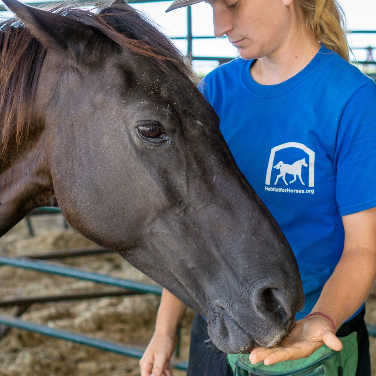 Vixen lives in internal terror, fearful of humans and protecting herself from her abusive past. You can virtually adopt Vixen and show her that unconditional love is possible for just $10/mo. bit.ly/VirtualAdoptio…

#HabitatforHorses #VirtualAdoption #MonthlyGiving
