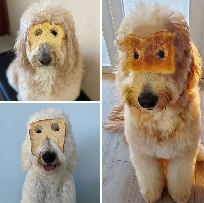 Funny Inbread Dog Image
funnyness.com/funny-inbread-… 
#funny