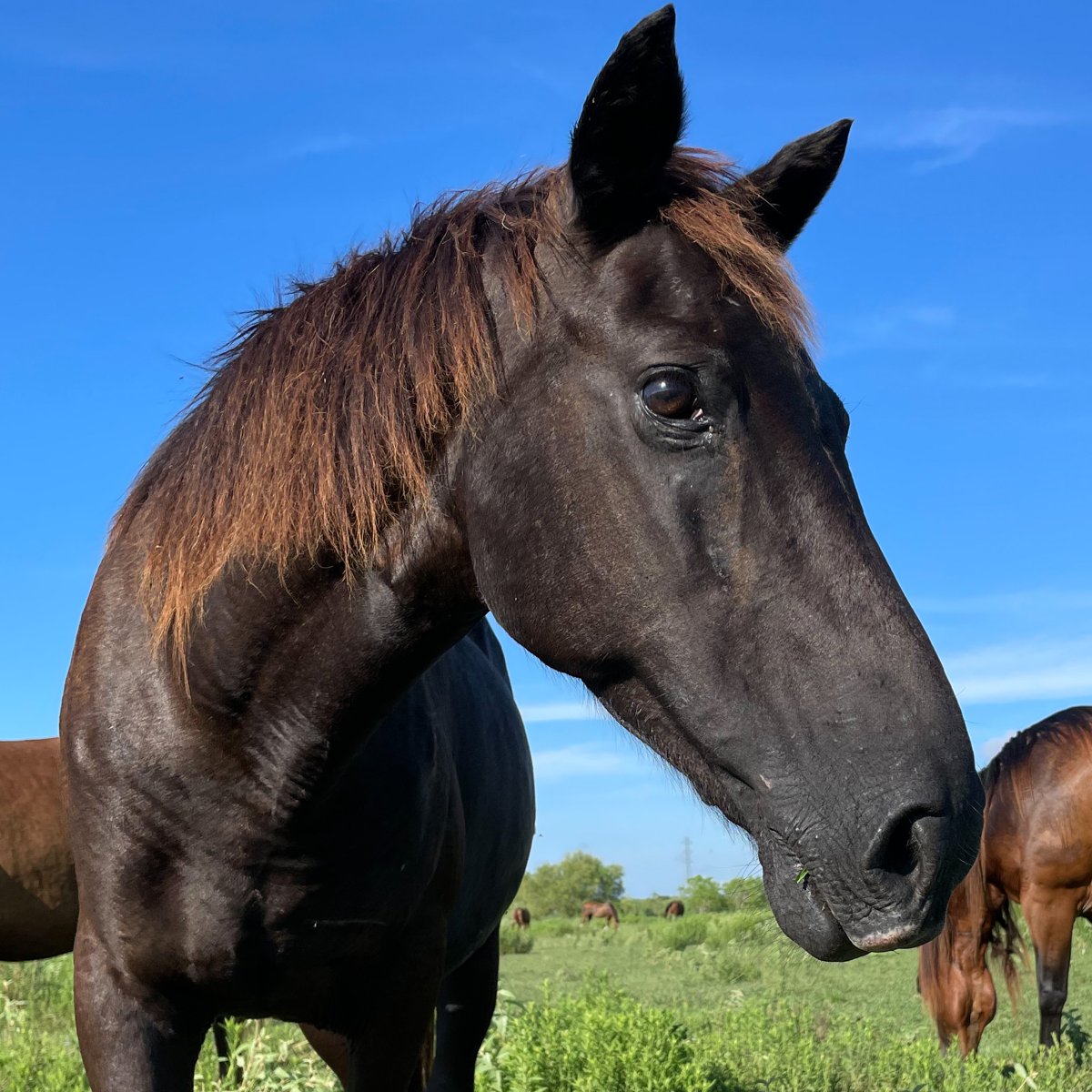 Habitat for Horses tweet media