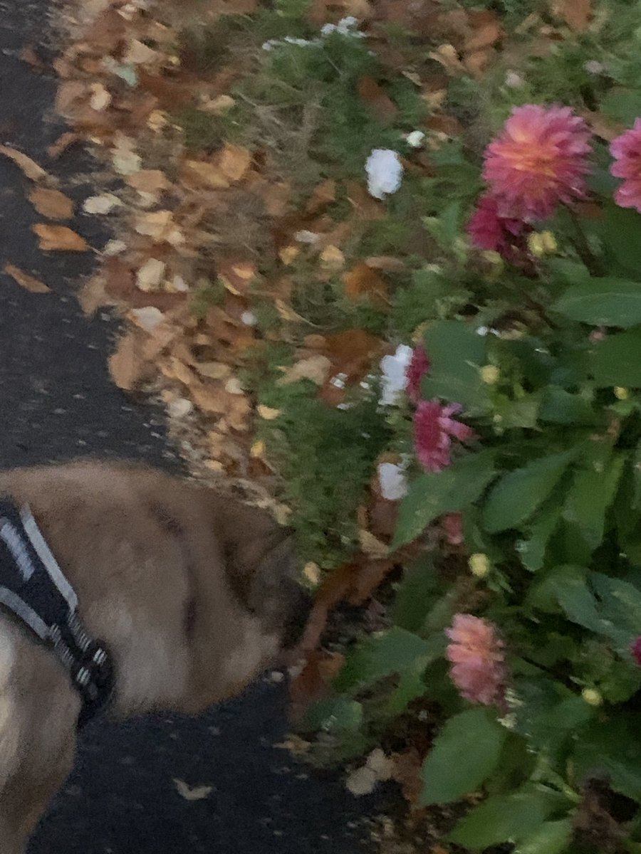 hamletTdog's tweet photo. love to snifff flowers!!!!!! https://t.co/KYBsh1hKSH
