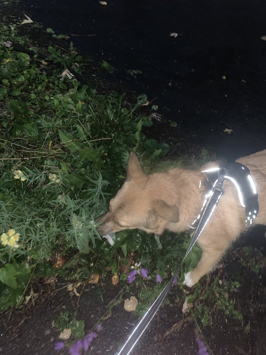 hamletTdog's tweet photo. love to snifff flowers!!!!!! https://t.co/KYBsh1hKSH