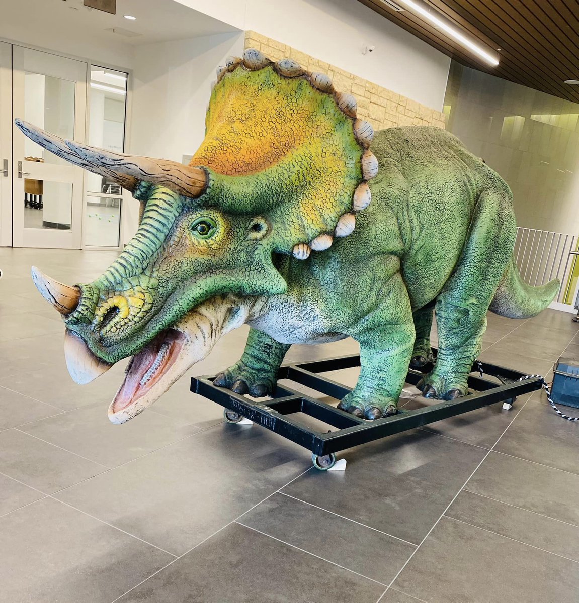 On Friday, September 16 the STEAM Center added a juvenile triceratops to greet students as they enter the facility. The animatronic exhibit, on loan from Allen’s Billings Productions. The ancient reptile will roar a welcome to students. #webeforeme #STEAM