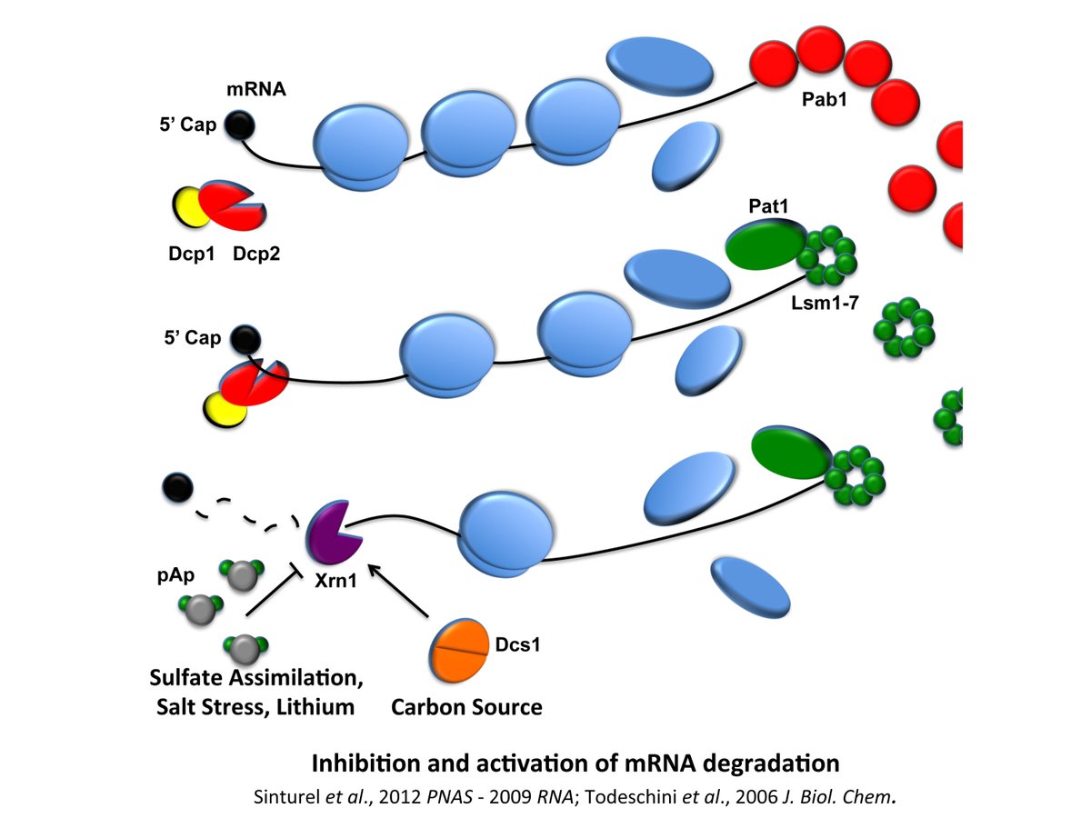 🧪#postdoc opportunity in RNA Functional Regulation and Surveillance Team (PI: Lionel Bénard)
➡ lbmce.ibpc.fr/rna-functional…
🗓️Apply here before October 13