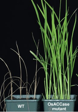 JIPBio's tweet photo. ⏱️Busy day? With #JIPB's Brief Communication, there's always time for the latest #PlantScience!
📑Read on to learn about base editing-mediated targeted #evolution of #ACCase for herbicide-resistant #rice mutants.
🌾https://t.co/GCEY9sInA5 @wileyplantsci #GeneEditing #gene https://t.co/STNcy7i5eT