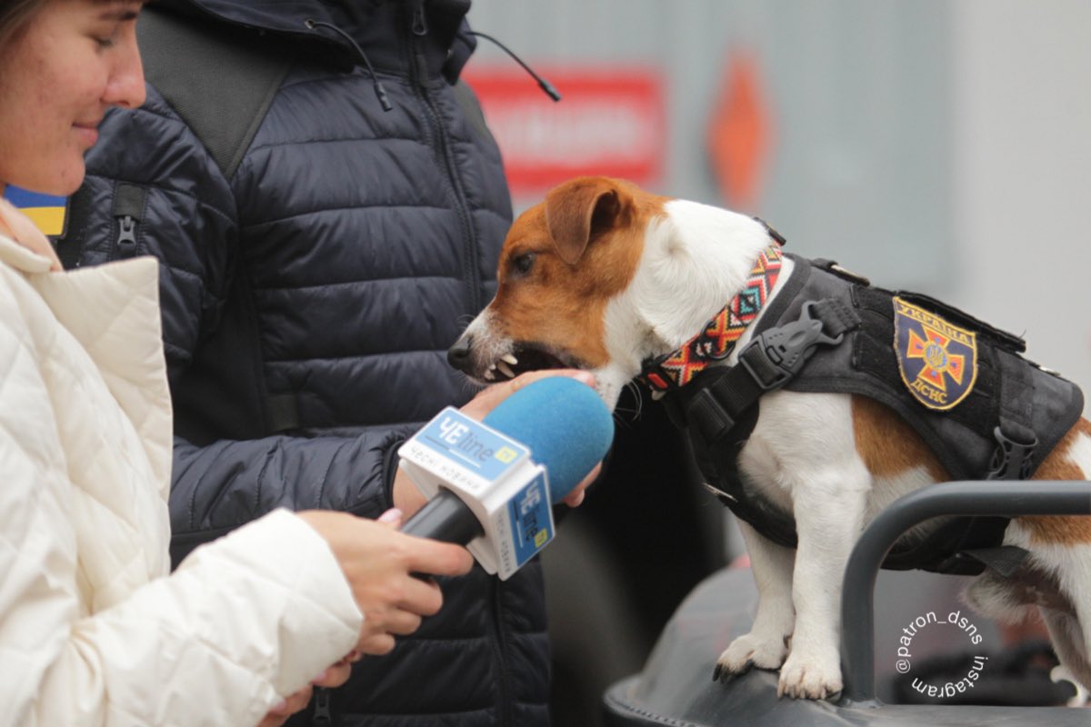 PatronDsns's tweet photo. When reporters ask me: "When will you get married and have puppies?" instead of asking me about types of ammunition 😀 #handsomecanbeproffesional https://t.co/jRIG5QpRmp