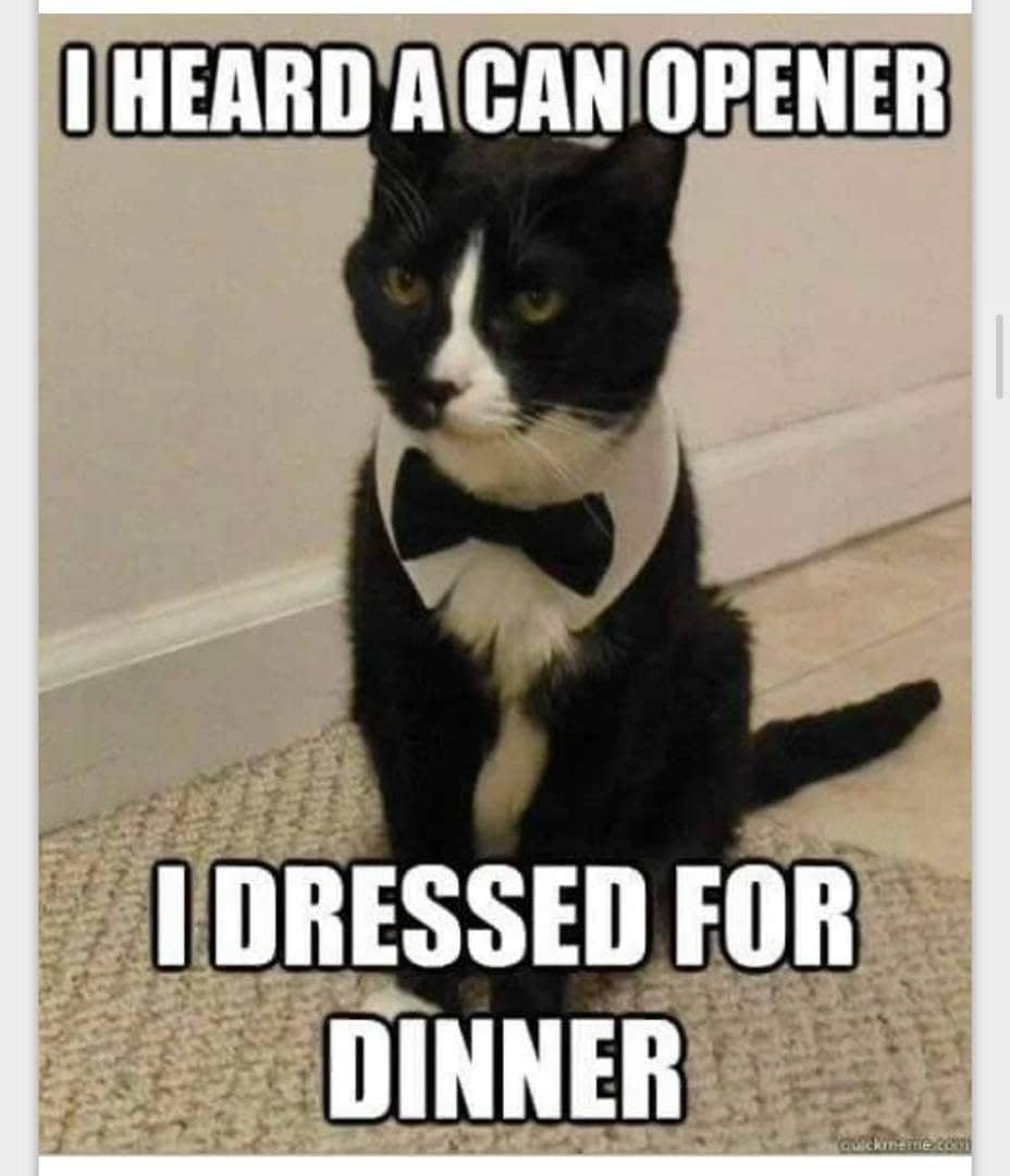 HealthCare_Pets's tweet photo. 😹😹😹
.
.
.
.
#CatMeme #CatMemes #FunnyCatMeme #FunnyCatMemes #CatMom #CatDad #CatMoms #CatDads #CatParent #CatParents #CatOwner #PetOwner #PetOwners #CatLover #FelineLover #CatLovers #FelineLovers #PetLovers #CatOwners #PetMemes #FunnyPetMemes #CatFood #CatCan #CanOpener https://t.co/z0k2WZSYc3