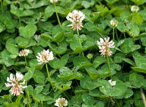 SLT_Divulgacion's tweet photo. ☘UN PASTO FORRAJERO PODRÍA DESPLAZAR A LAS #LEGUMINOSAS DE LAS #PASTURAS
El efecto sería a través de las #raíces muertas
🔍https://t.co/i9Svnt1rJz 

#UBA #FAUBA #SLT #conicet #ifeva #ciencia #endófitos #broza #ganadería #raigrás #trébolblanco #simbiosis #forraje https://t.co/fDXG1BQjTz