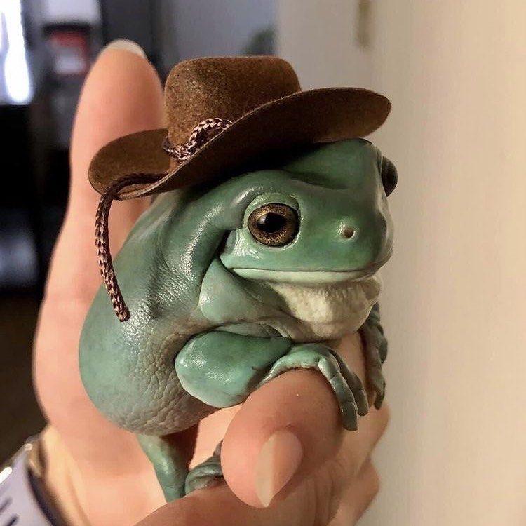 hourly frogs ! ꕥ (@hourfrogs) on Twitter photo 