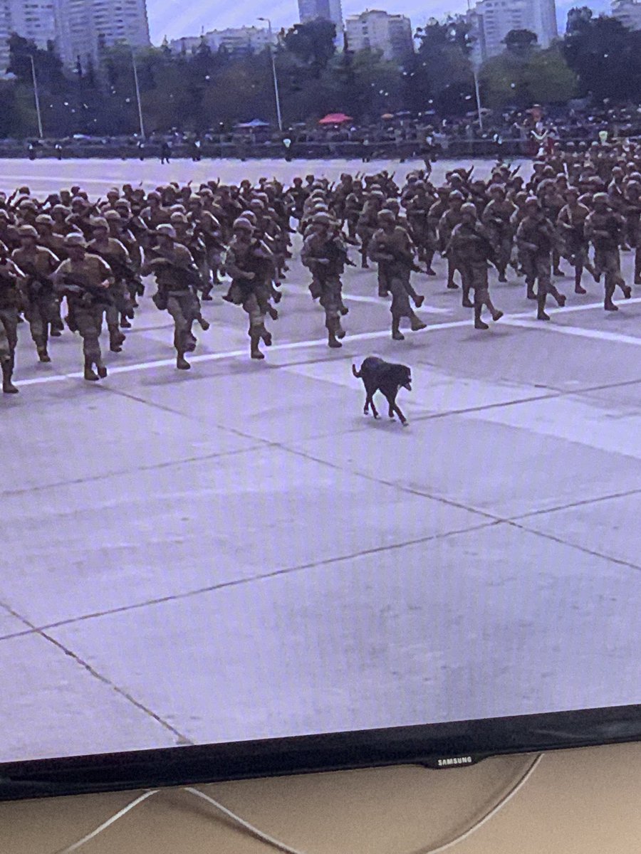 Valeplunk's tweet photo. El perrito que quiere ser uniformado #ParadaMilitar2022 https://t.co/l4XWGzufUj